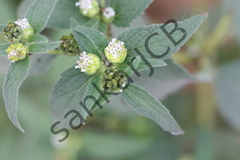 Sigesbeckia orientalis